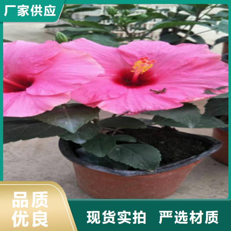 花海景观花海景观工程用品质说话批发供应