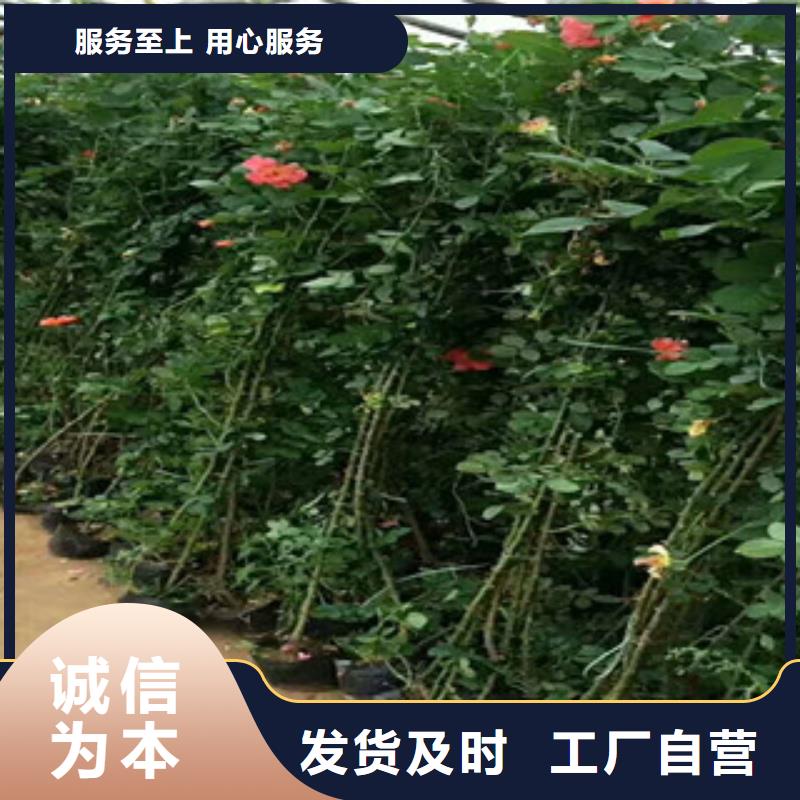 花海景观花海景观工程一站式服务产地源头好货