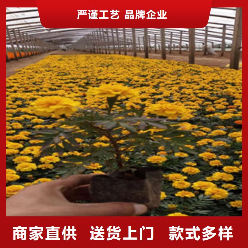 花海景观,鲁冰花/粉黛乱子草优质货源优良工艺