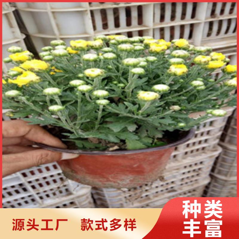 花海景观_【水生植物/荷花睡莲】一件也发货有实力有经验