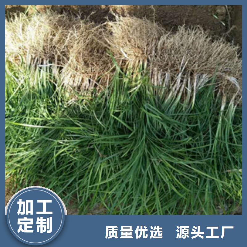 花海景观,时令花卉/绿化草花价格厂家自营价格实惠工厂直供