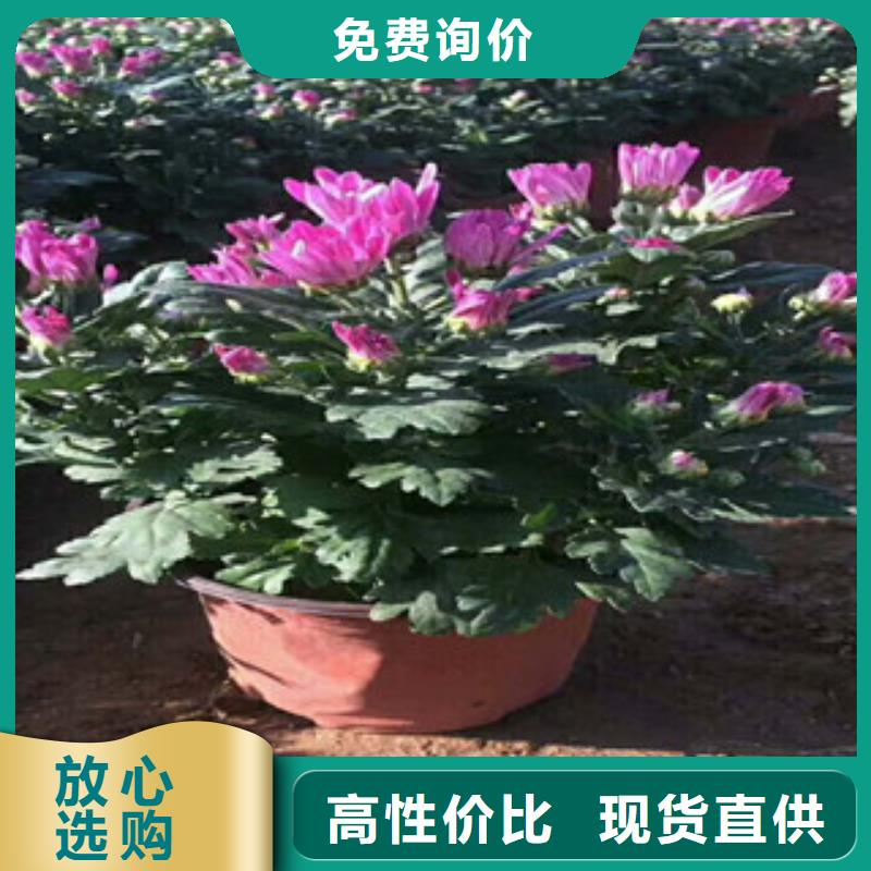 花海景观,观赏草/蒲苇狼尾草高质量高信誉厂家新品