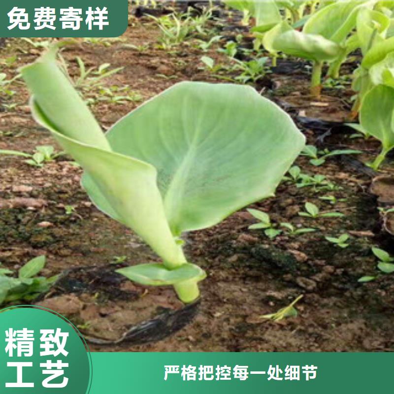 花海景观观赏草/蒲苇狼尾草质量牢靠正规厂家