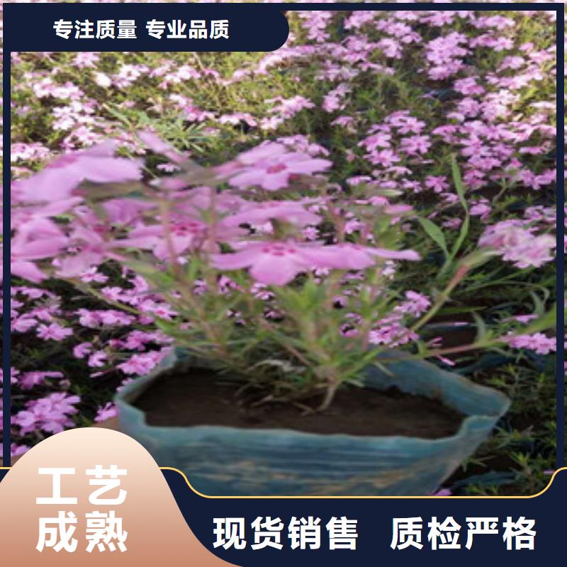 【花海景观花海景观工程一手价格】同城货源