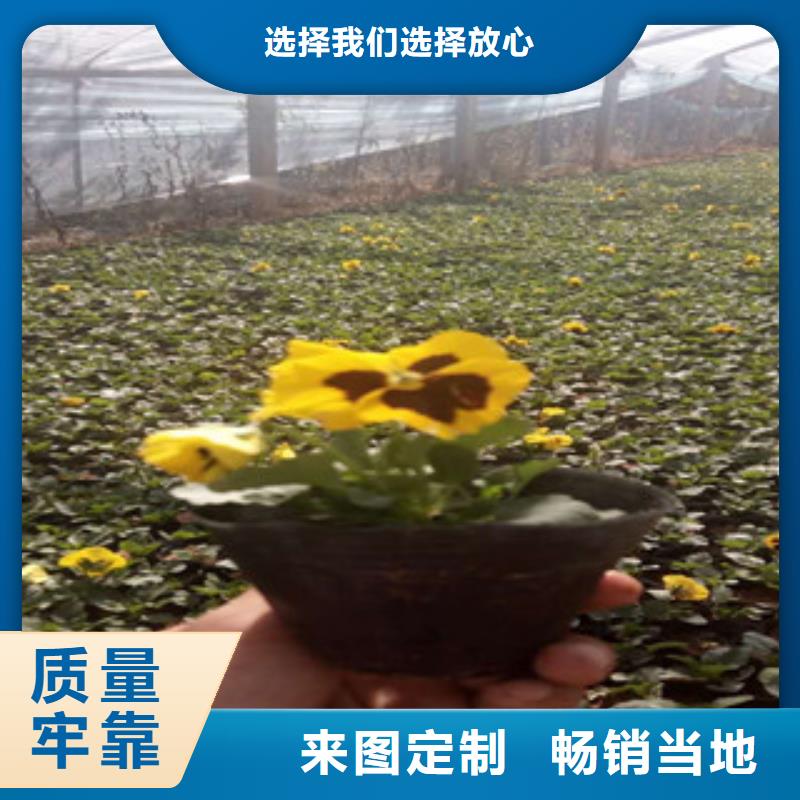 【花海景观】观赏草/蒲苇狼尾草常年出售订购