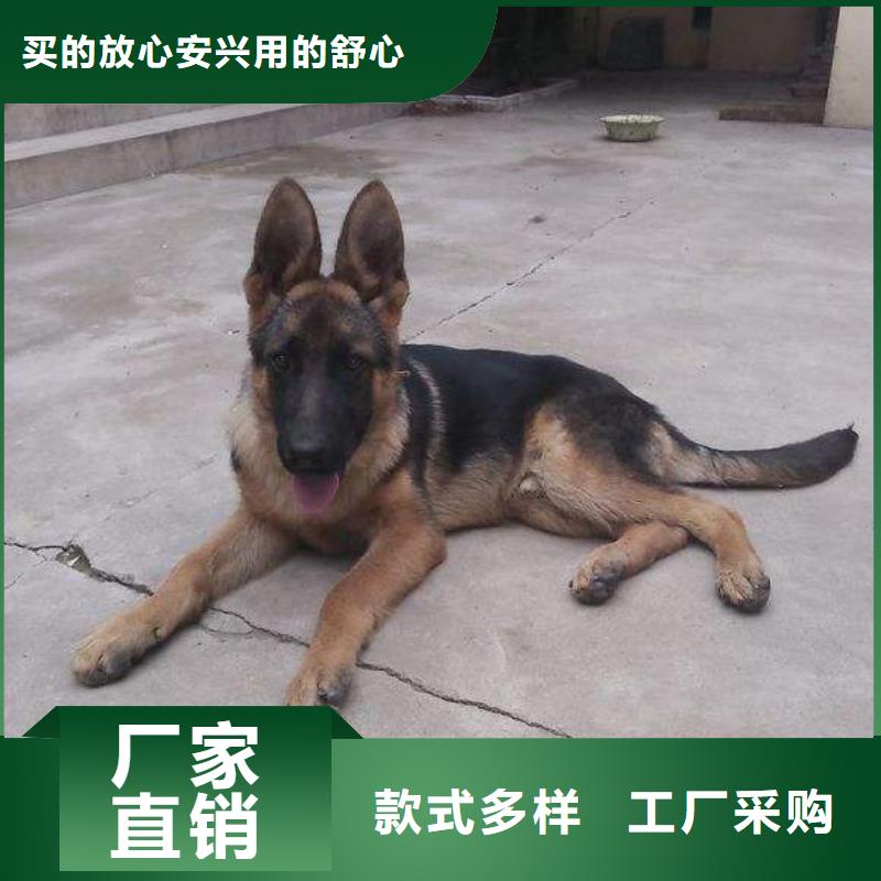 【德国牧羊犬_杜宾犬质检严格】本地供应商