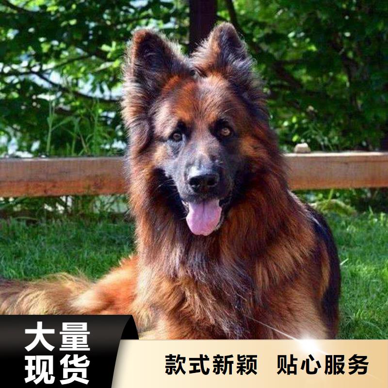 【德国牧羊犬】-比特犬实力才是硬道理敢与同行比质量