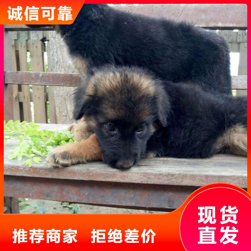 德国牧羊犬-德牧犬高性价比满足客户所需