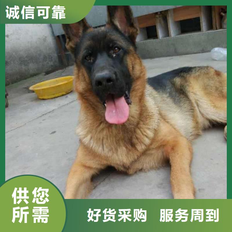 德国牧羊犬【卡斯罗犬】多种工艺不只是质量好