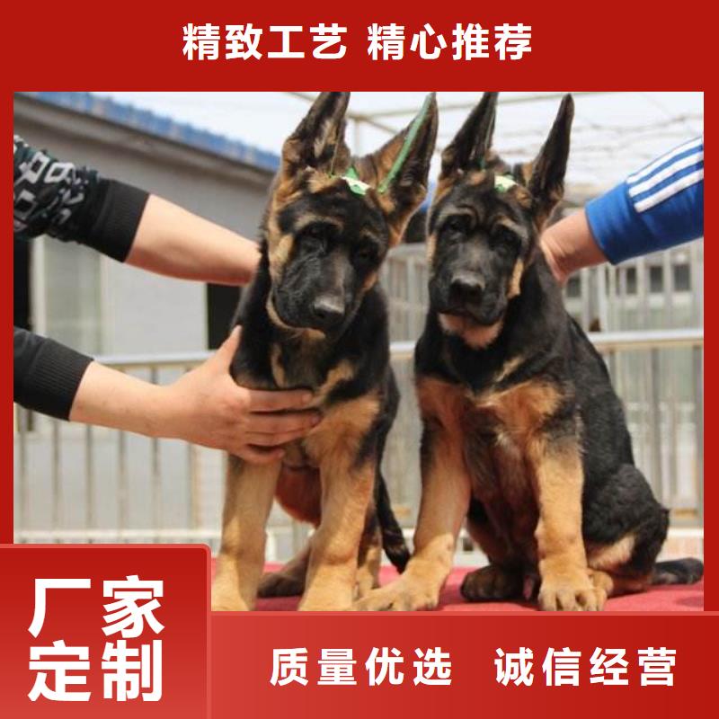 德国牧羊犬-【杜宾犬】专注生产N年品质保障售后无忧