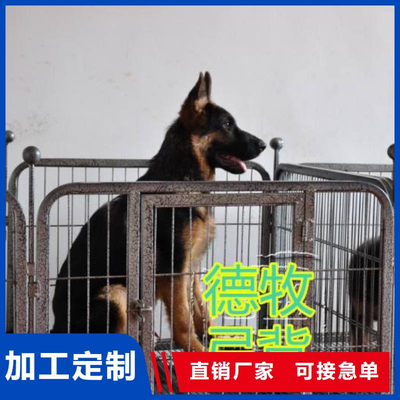 德国牧羊犬,马犬今日新品快速物流发货