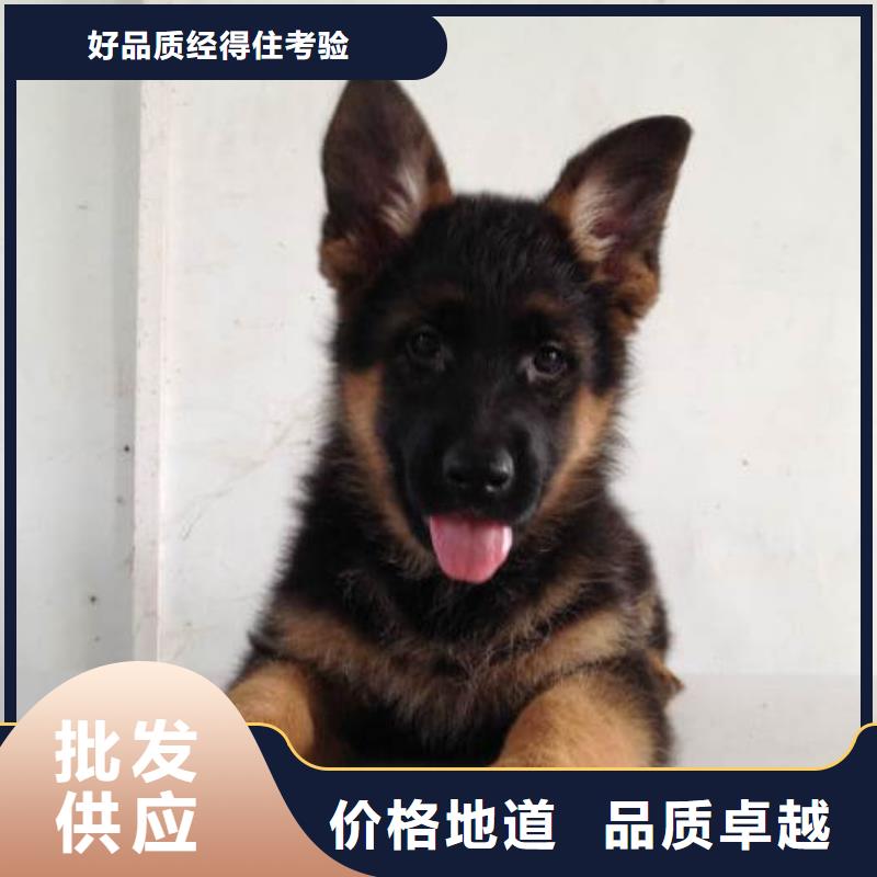 德国牧羊犬马犬用心制作附近生产厂家