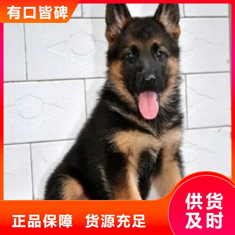 德国牧羊犬杜宾犬定制速度快工期短交货准时