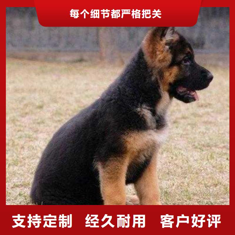 【德国牧羊犬】罗威纳犬好产品好服务厂家实力雄厚