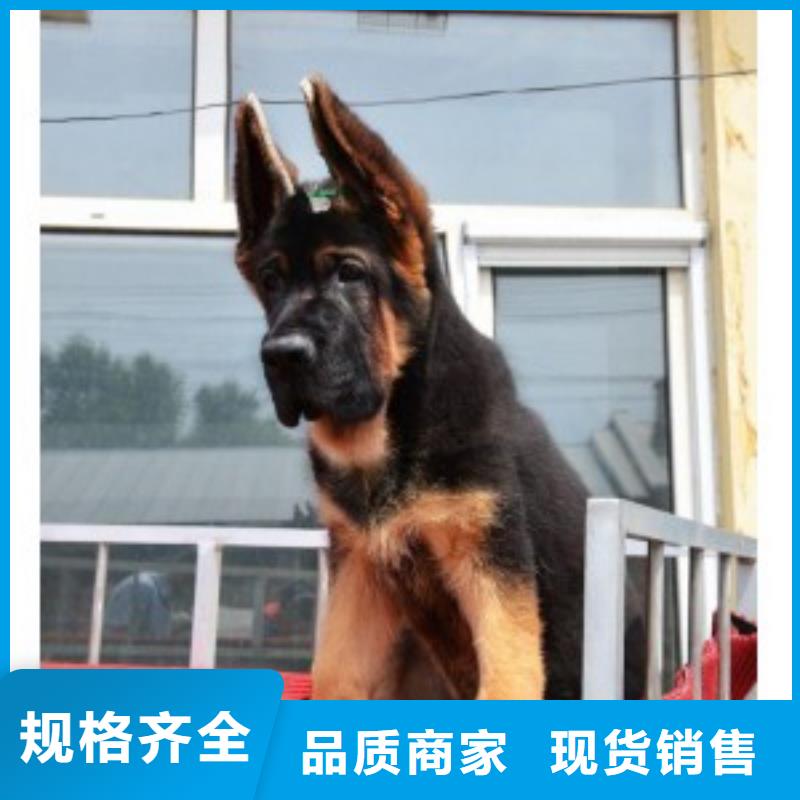 【德国牧羊犬马犬定制速度快工期短】好货直供