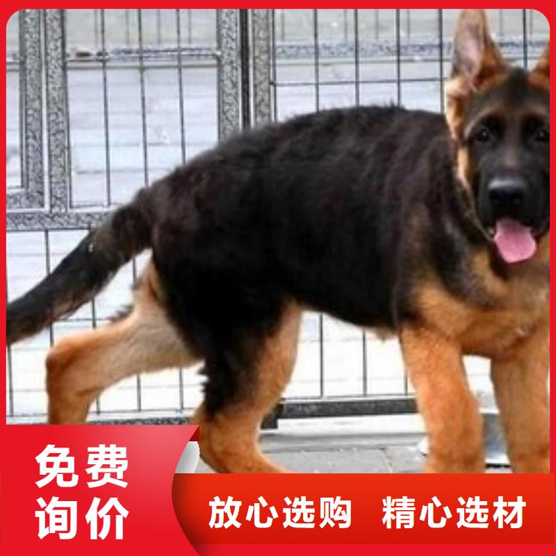 德国牧羊犬德牧犬现货销售可零售可批发