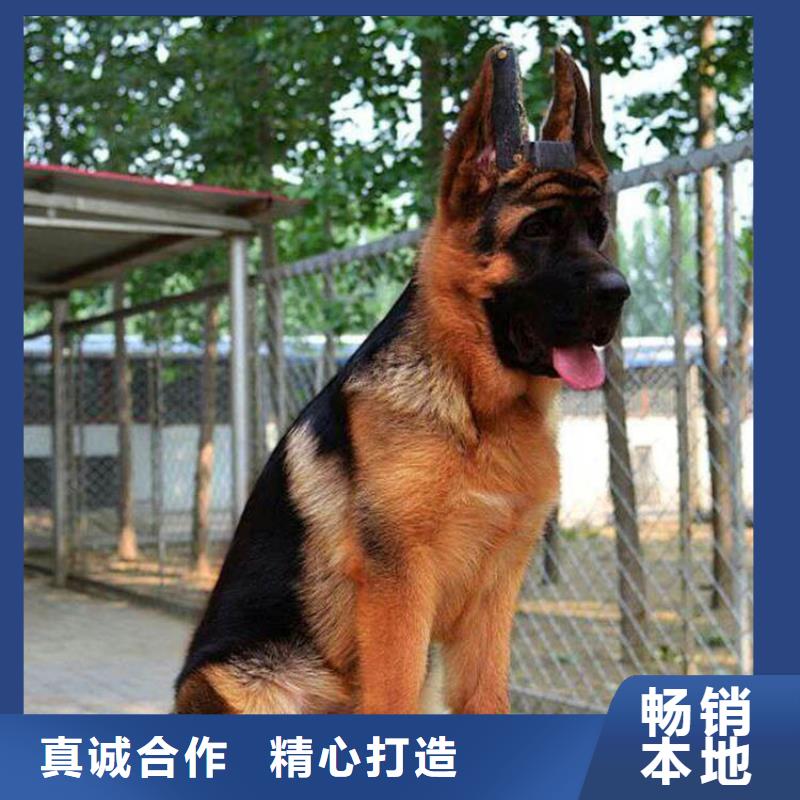 【德国牧羊犬马犬加工定制】当地厂家