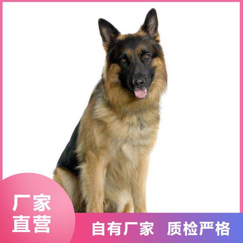 德国牧羊犬马犬产品实拍附近生产商