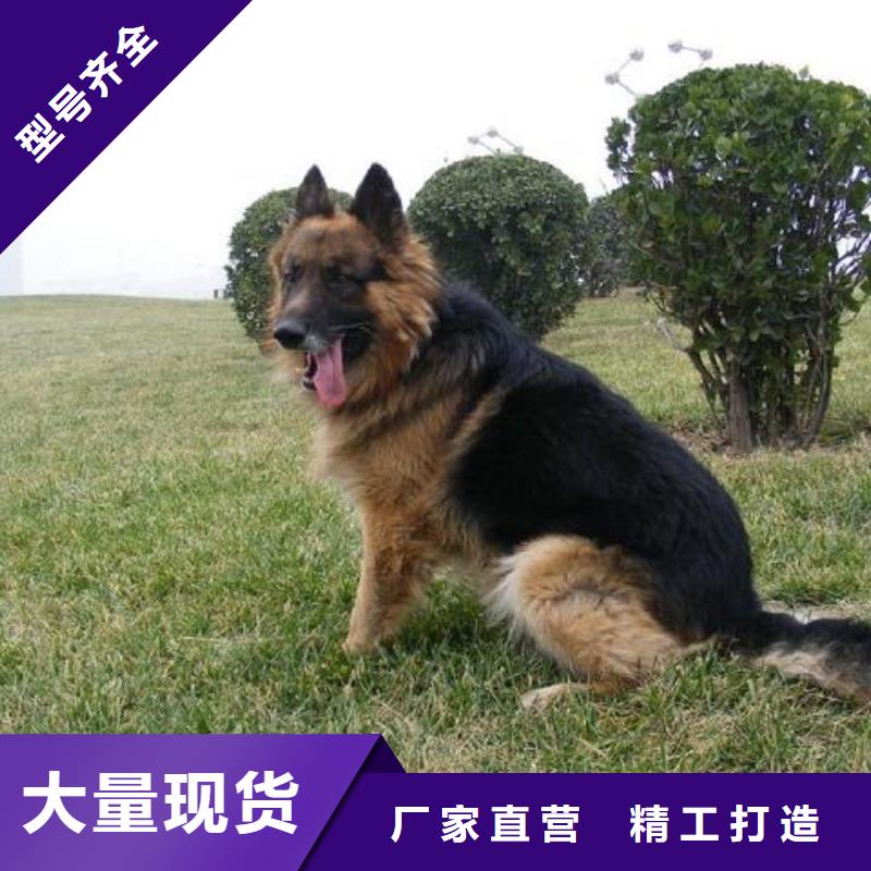 德国牧羊犬卡斯罗犬现货直发不只是质量好