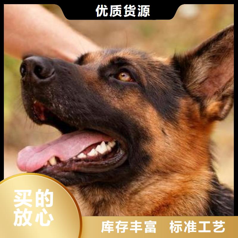 德国牧羊犬,杜宾犬海量库存行业优选