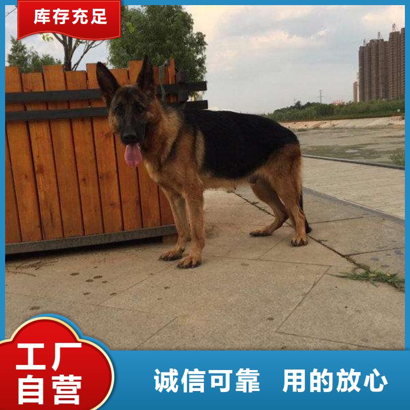 德国牧羊犬【黑狼】的简单介绍按需定制