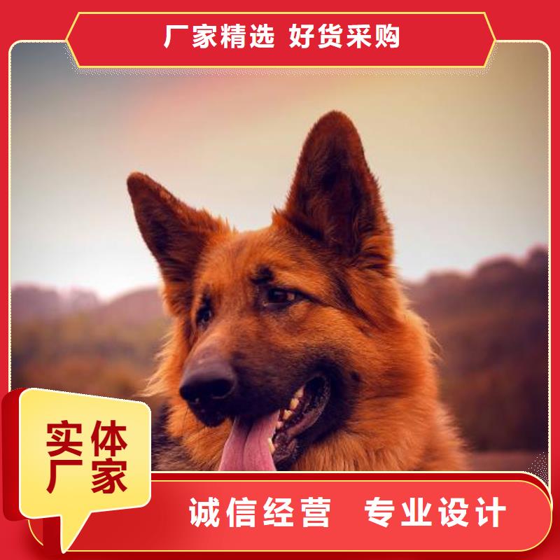 德国牧羊犬_【德牧犬】拥有核心技术优势快捷的物流配送