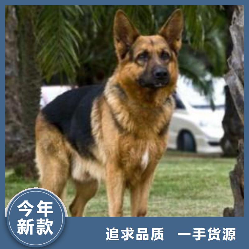 德国牧羊犬马犬厂家十分靠谱产品性能