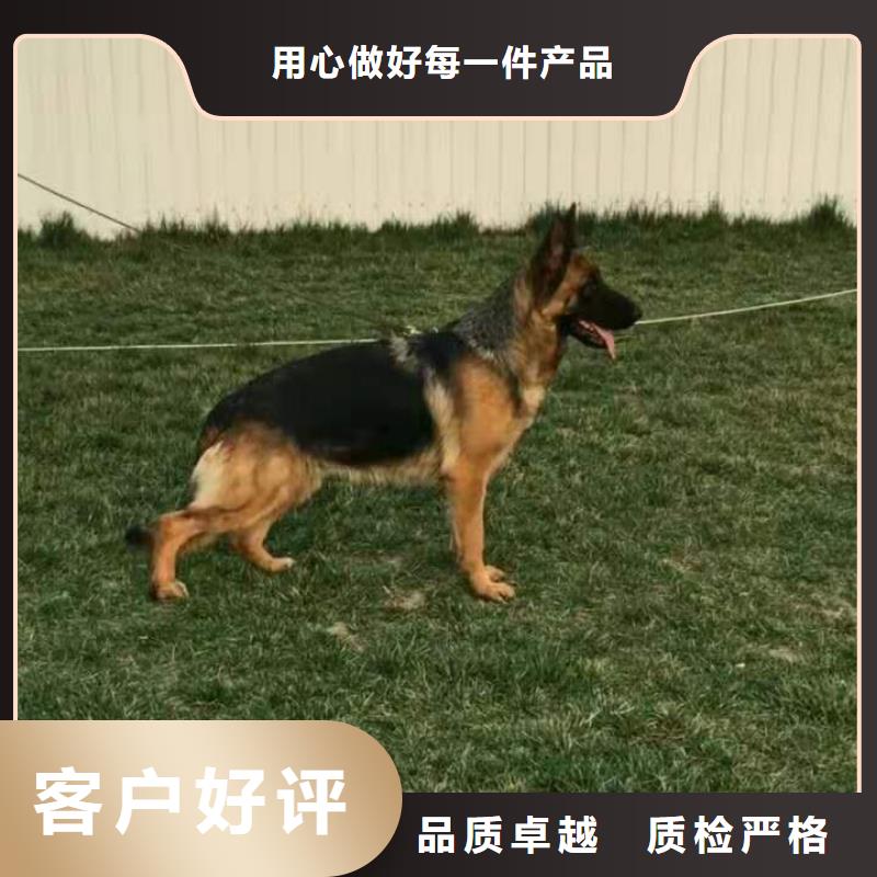 德国牧羊犬德牧犬多行业适用[当地]制造商