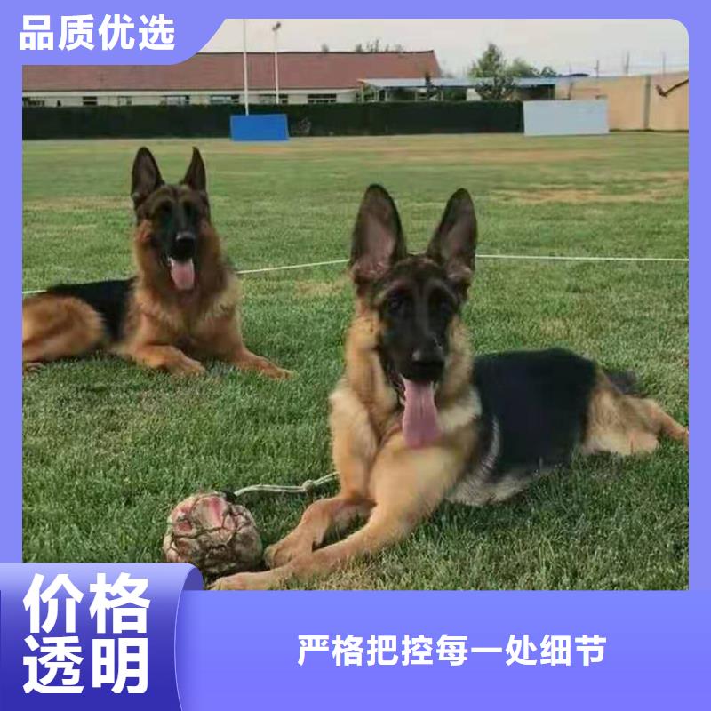 【德国牧羊犬比特犬选择我们没错】【本地】制造商