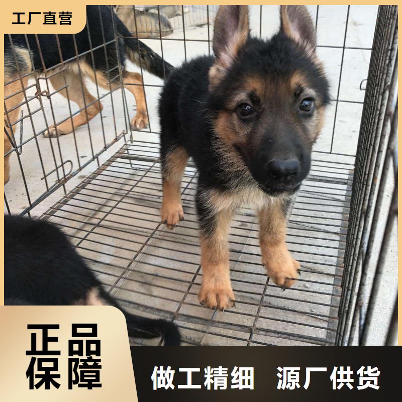 德国牧羊犬杜宾犬源头厂源头货品质优良