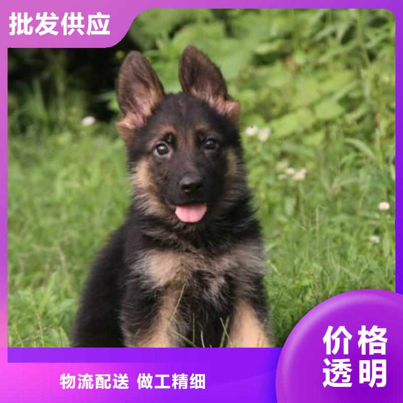 德国牧羊犬,德牧犬产地货源的图文介绍