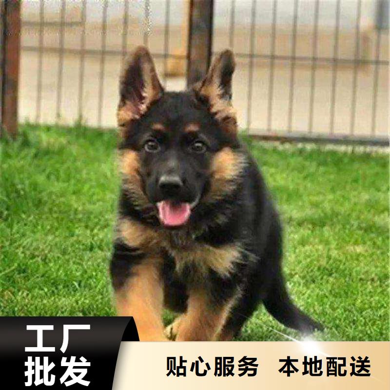 德国牧羊犬马犬精心推荐附近品牌