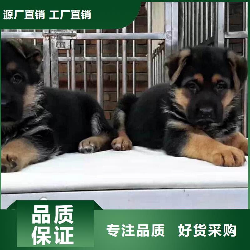 德国牧羊犬【卡斯罗犬】多种规格供您选择价格实惠工厂直供