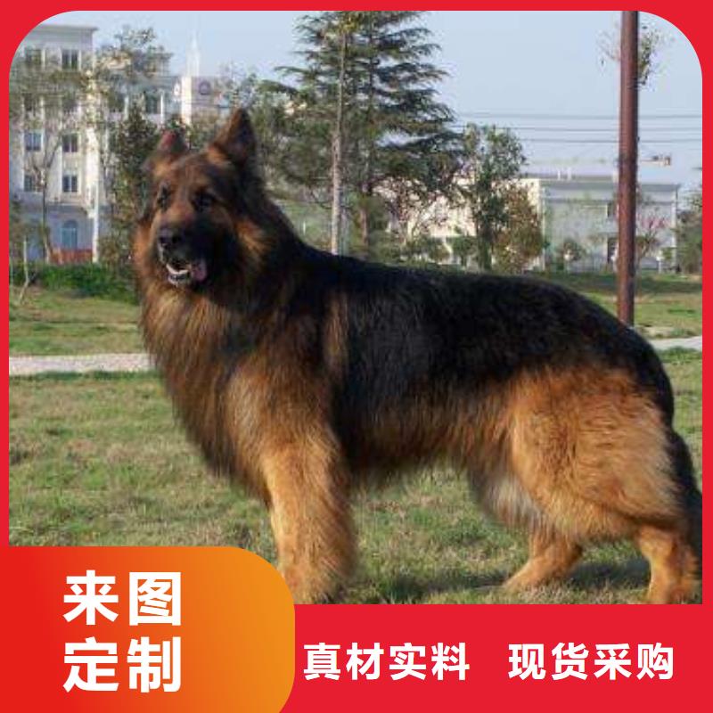 德国牧羊犬,拉布拉多犬出货快采购