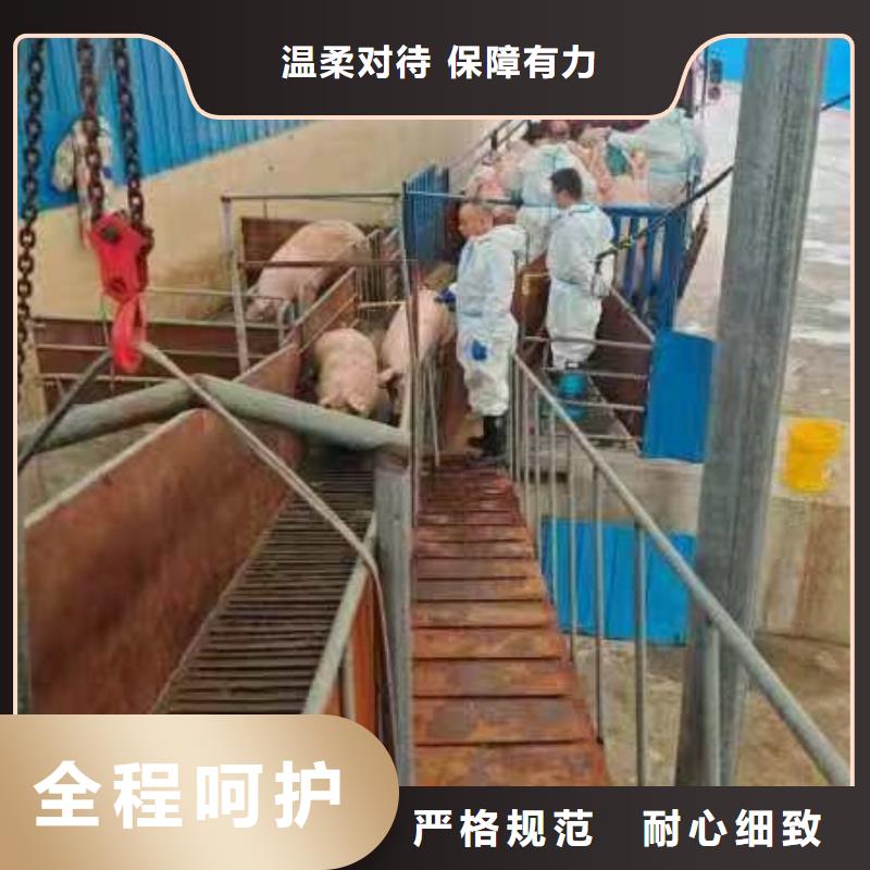 宿遷市泗洪到六安種豬空調(diào)車運(yùn)輸保障完備
