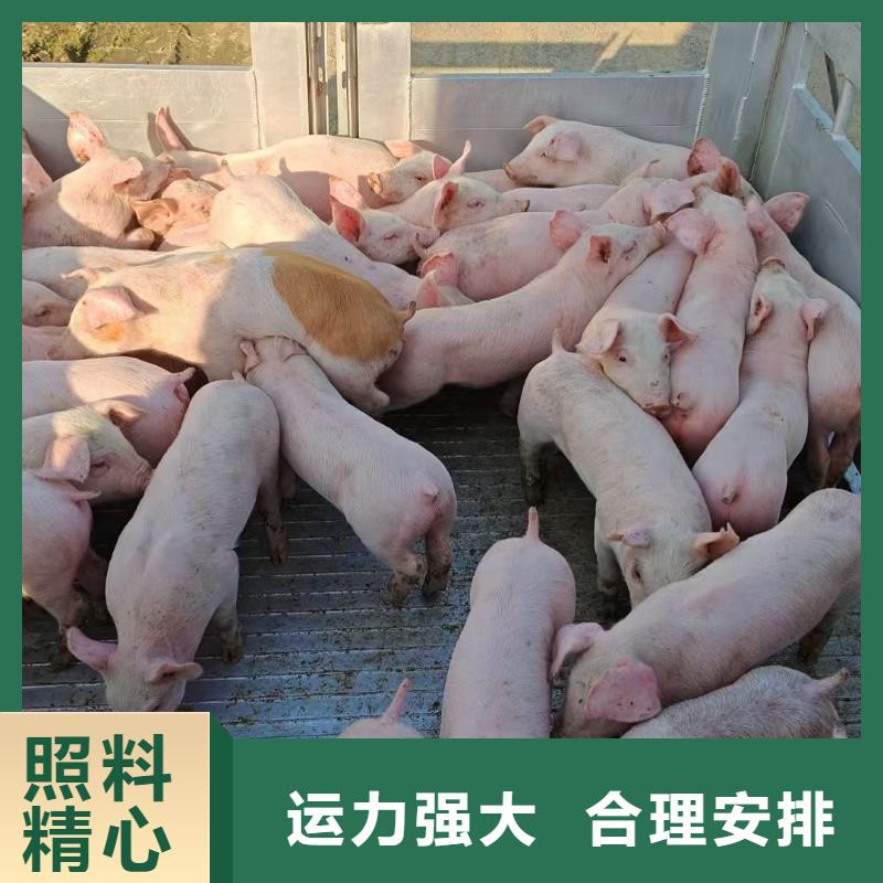 宿遷市到平頂山仔豬空調(diào)車運(yùn)輸準(zhǔn)時(shí)準(zhǔn)點(diǎn)