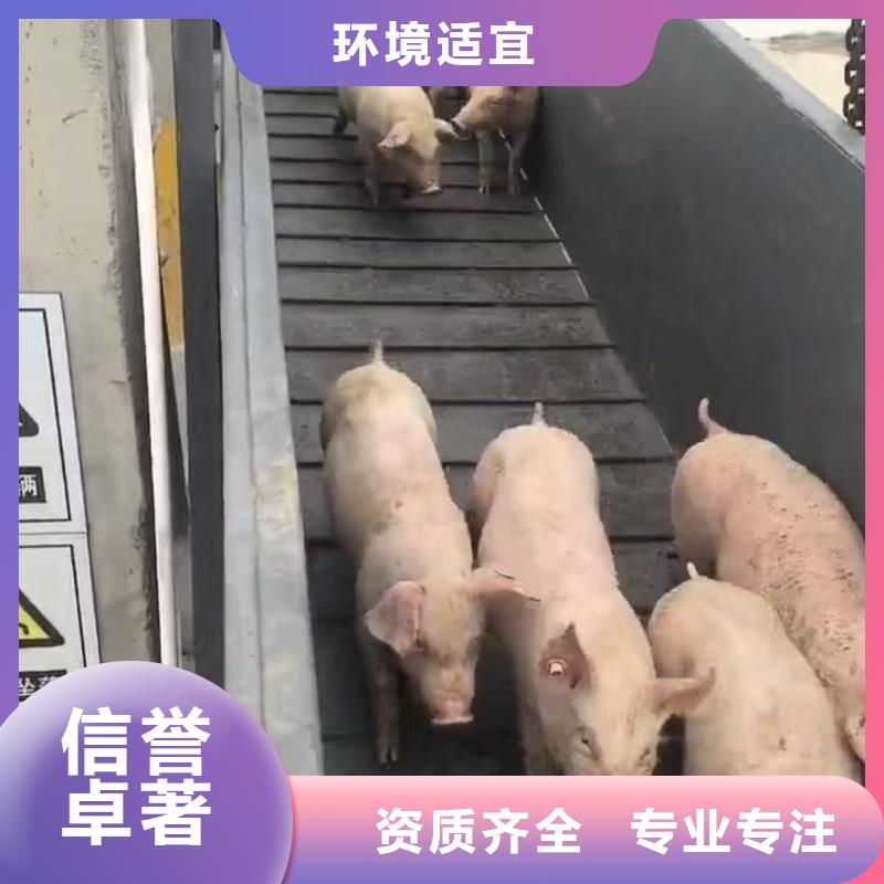 鎮(zhèn)江到綿陽豬只貿(mào)易順暢