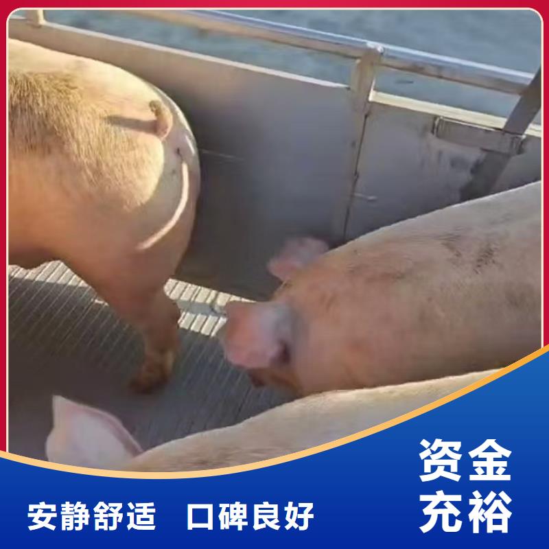 宿遷市到淮南羊運(yùn)輸專用車運(yùn)力強(qiáng)大
