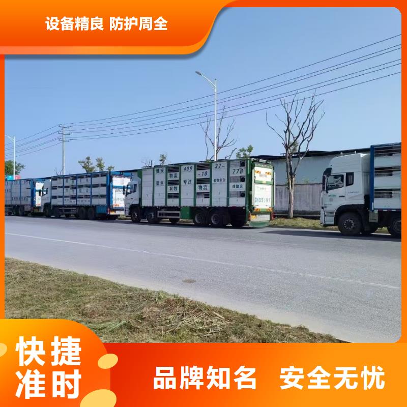 宿遷市泗陽到六安高欄車肥豬運(yùn)輸快速