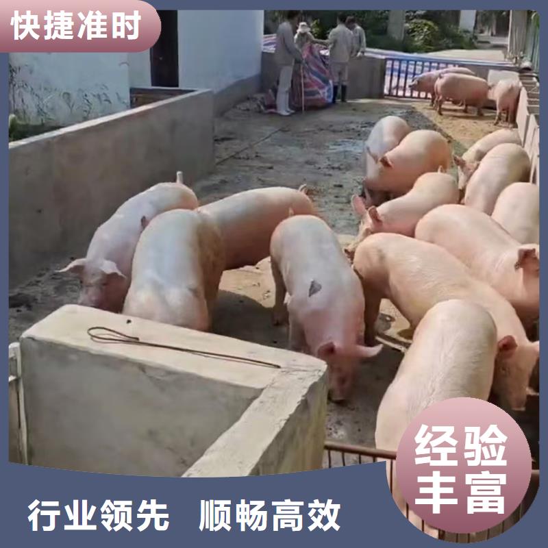 溫州到保定種豬運輸精心照料