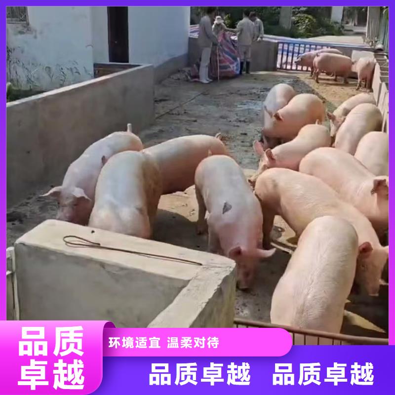宿遷市泗洪到杭州豬運輸資金充裕