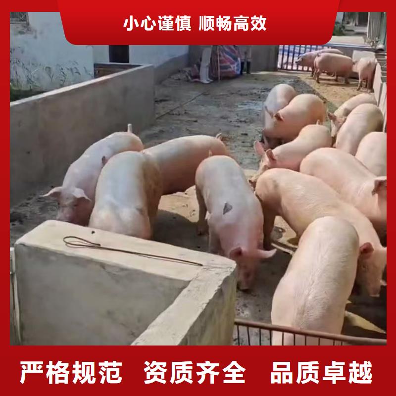 宿遷市泗陽(yáng)到淮安豬牛羊運(yùn)輸按時(shí)到達(dá)