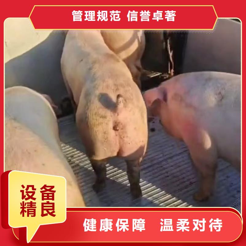 威海到云南豬籠車運輸合作廣泛