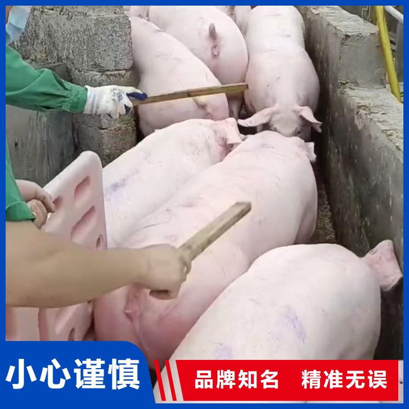 宿遷市沭陽到六安羊運(yùn)輸專用車設(shè)備精良