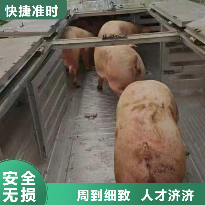 宿遷市沭陽(yáng)到淮南種豬空調(diào)車運(yùn)輸保障有力