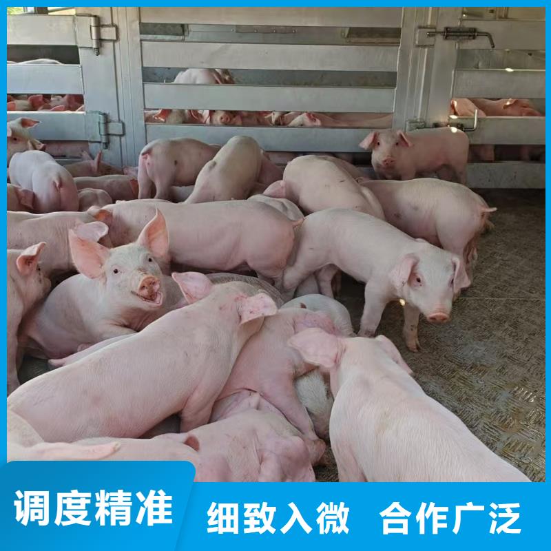 常州到營口生豬運輸舒適自在