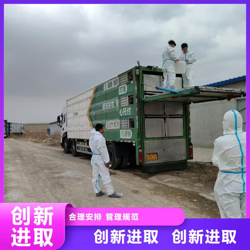 宿遷市泗陽到宿遷生豬物流精準無誤