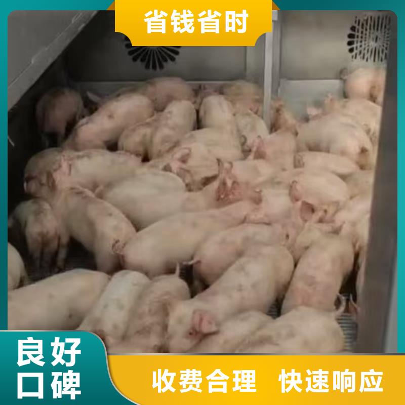 宿遷市泗陽到羊運輸-專用車全程呵護(hù)真正讓利給買家