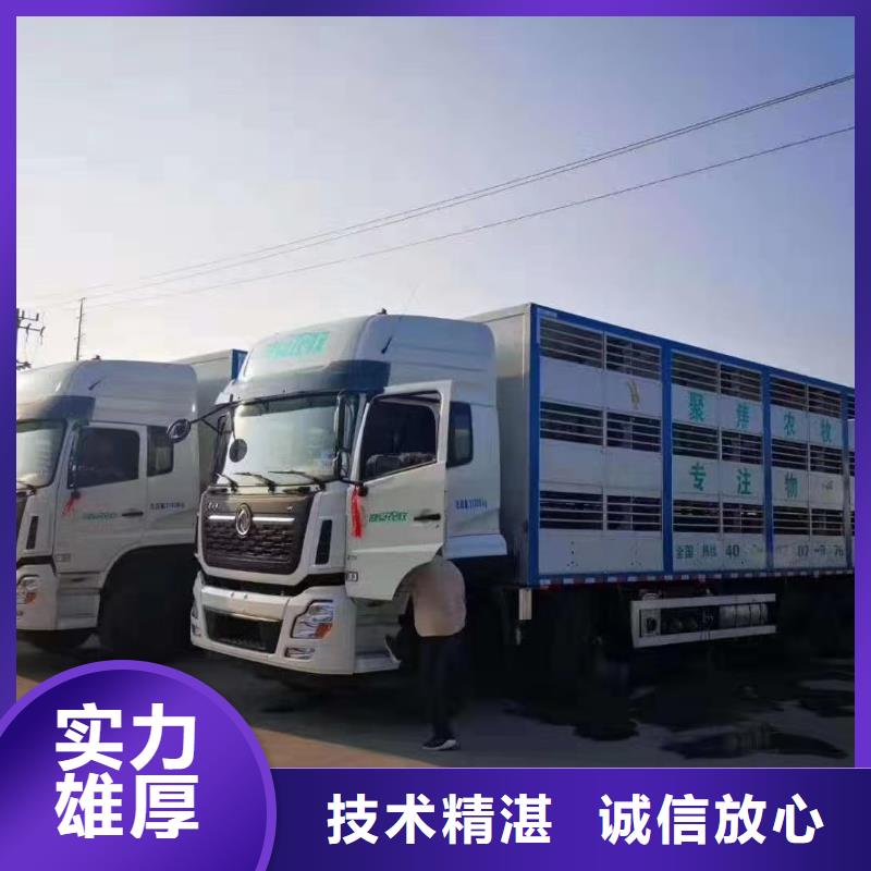 泰州到淮南仔豬運輸-恒溫車公道