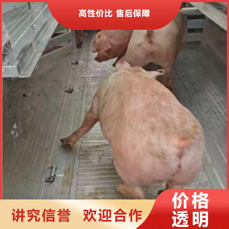 新北到阳信猪牛羊运输恒温车正规公司